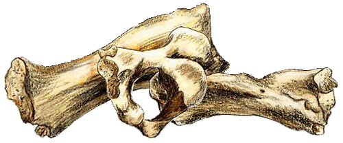 Seal
		bones