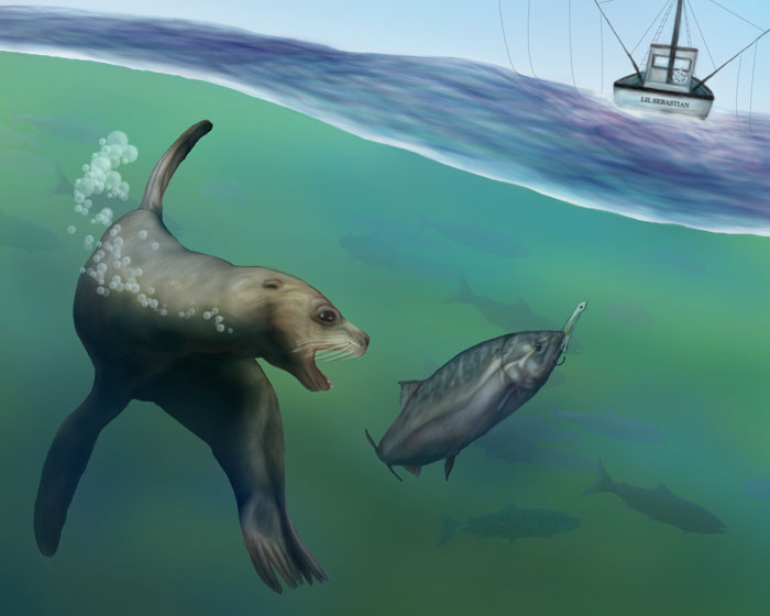 salmon illustration