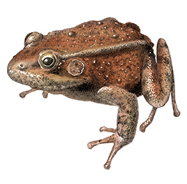 California red-legged frog illustration