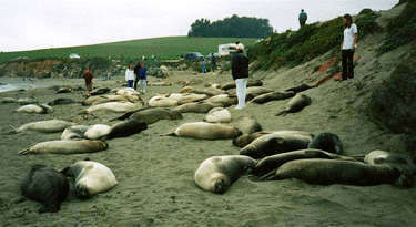 A PICTURE OF NORTHERN ELEPHANT SEAL FEMALES ON THE BEACH.