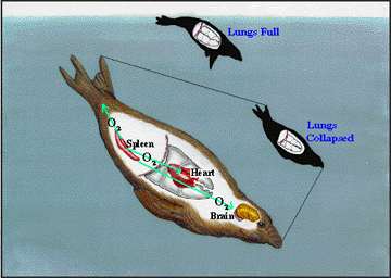 A DIAGRAM OF THE PHYSIOLOGY OF A DIVING ELEPHANT SEAL.