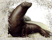 sea lion article icon