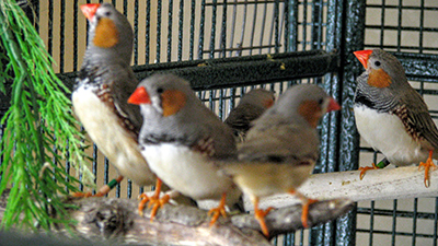 zebra finches in a UC Berkeley research aviary