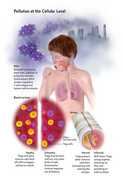 infographic on pollution in humans