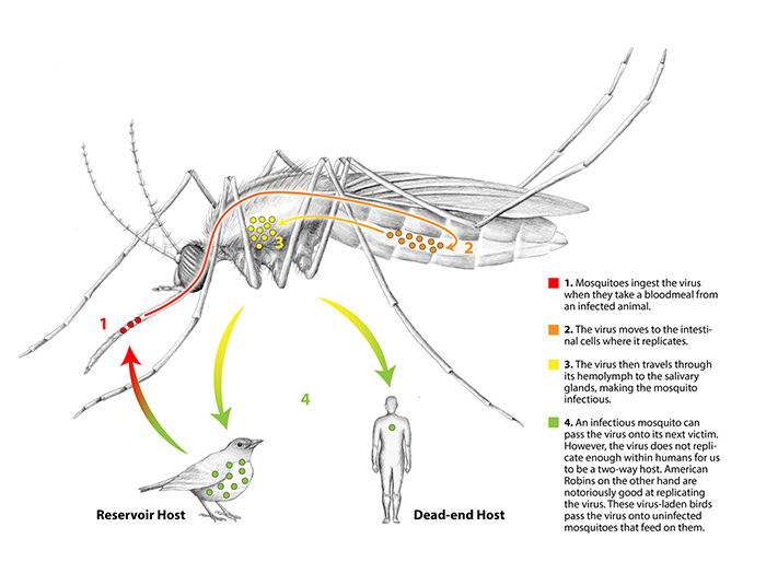 west nile infographic