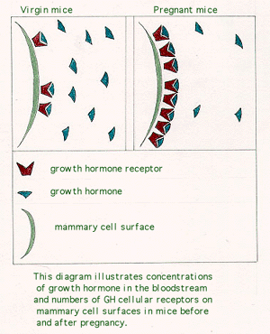 A DIAGRAM OF MOUSE GROWTH HORMONES AND GH RECEPTORS, BEFORE AND AFTER PREGNANCY.