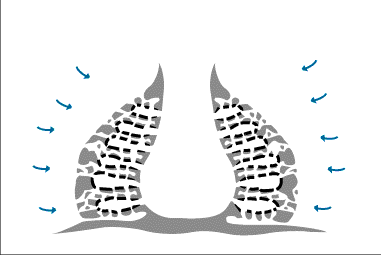 sponge illustrating water circulation