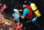 Phil Crews diving for sponges