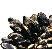 A PHOTO OF MUSSELS.