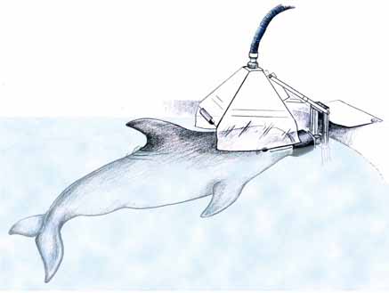 A dolphin oxygen use mesuring system